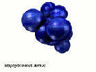 staphylococcus aureus animation